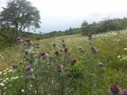Sommerhalde1