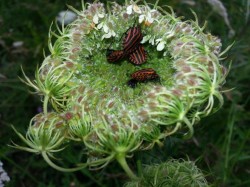 Sommerhalde2