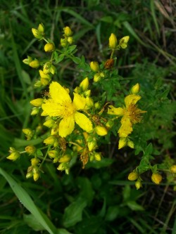 3 Echtes Johanniskraut