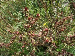 Johanniskraut im Herbst Johanniskraut im Herbst