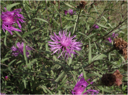 Wiesen-Flockenblume