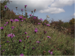 Wiesen-Flockenblume2