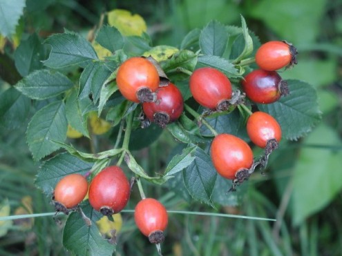 Heckenrose