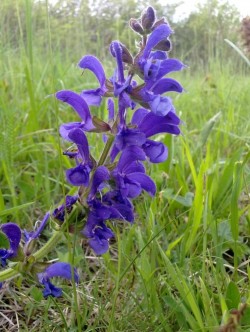 Wiesensalbei1