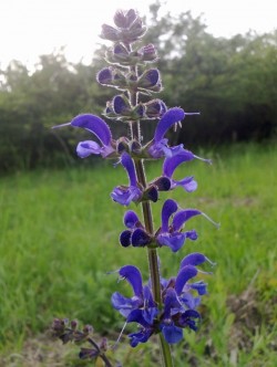Wiesensalbei2
