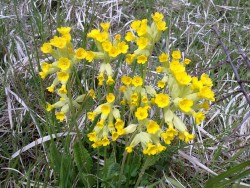 Echte Schlüsselblume