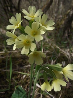Hohe Schlüsselblume (2)