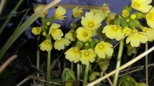 Hohe Schlüsselblume