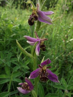 Bienen-Ragwurz (2)