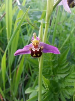 Bienen-Ragwurz (4)