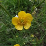 Scharfer Hahnenfuß 2