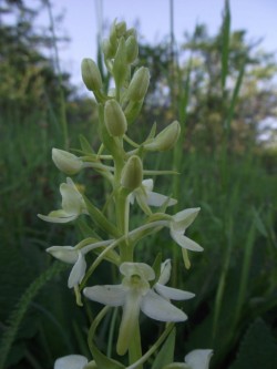 Weiße Waldhyazinthe (2)