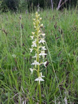Weiße Waldhyazinthe