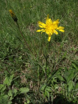 Wiesenbocksbart 2