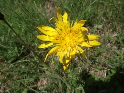 Wiesenbocksbart kom