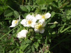 Wald-Erdbeere