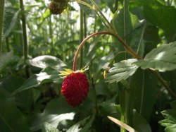 Walderdbeere 2