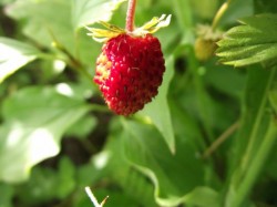 Walderdbeere 3