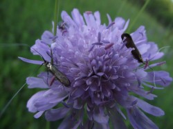 Wiesen- Witwenblume