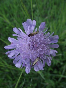 WiesenWitwenblume 2DSCF6405