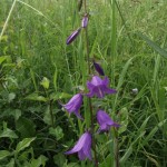 Acker- Glockenblume (2) kom
