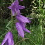 Acker Glockenblume kom