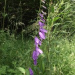 Acker- Glockenblume kom