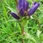 Knäuel- Glockenblume (2) kom