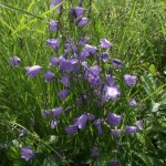 Rundblättrige Glockenblume (2) kom