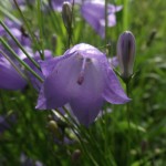 Rundblättrige Glockenblume (3) kom