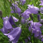 Rundblättrige Glockenblume (4) kom