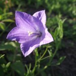 Rundblättrige Glockenblume kom