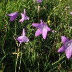 Wiesen- Glockenblume (3)kom