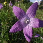 Wiesen- Glockenblume kom