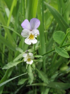 Wildes StiefmütterchenDSCF8851