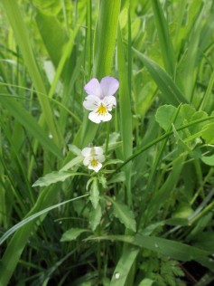Wildes StiefmütterchenDSCF8853
