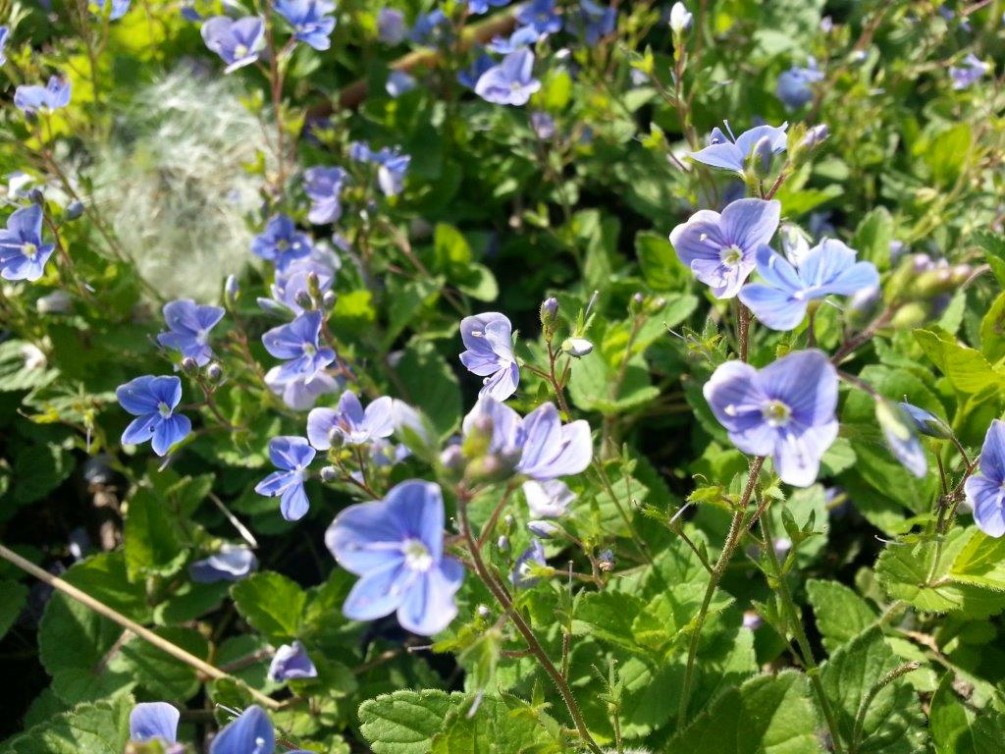 Ehrenpreis Schwäbischer Albverein Ortsgruppe Geislingen/Zollern