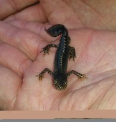 20150516_181713-naturschutz